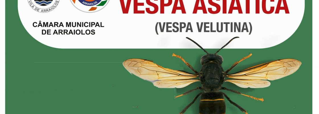 A vespa velutina