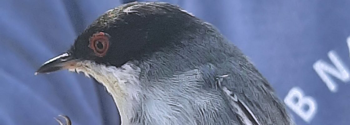 Dia Mundial das Aves Migradoras celebrado em Évora