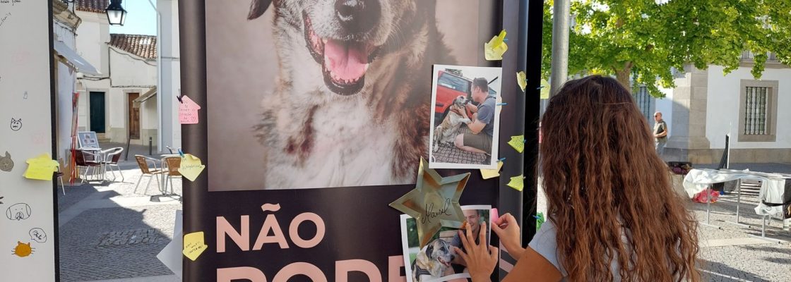 Exposição “Fica – Vidas Caninas Interrompidas” permitiu adoção de nove cães