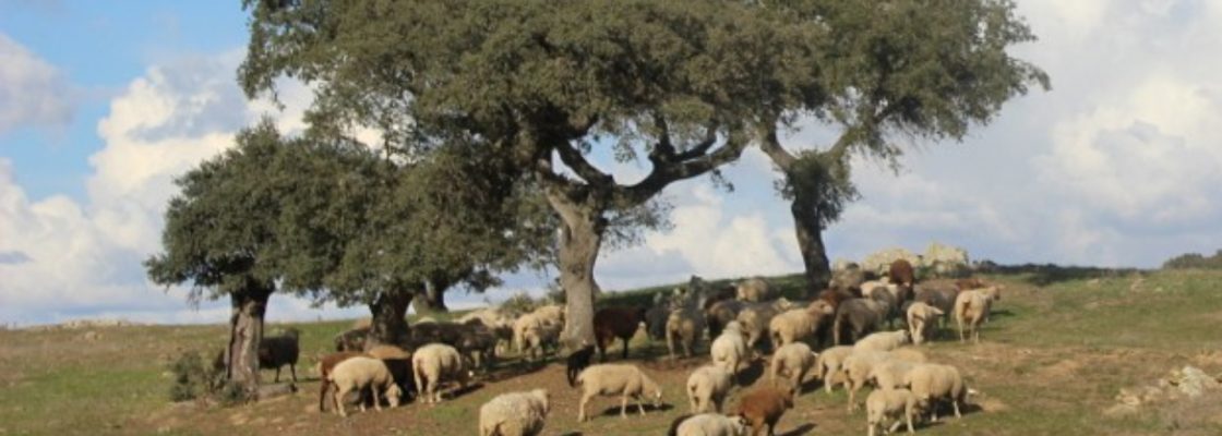 Participação Pública – Projeto do Regulamento Municipal sobre Apascentamento de Animais ...