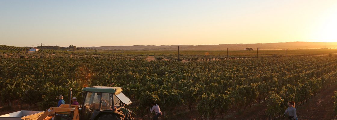 Reguengos de Monsaraz vai promover produtores de vinho e enoturismos do concelho nas redes sociais