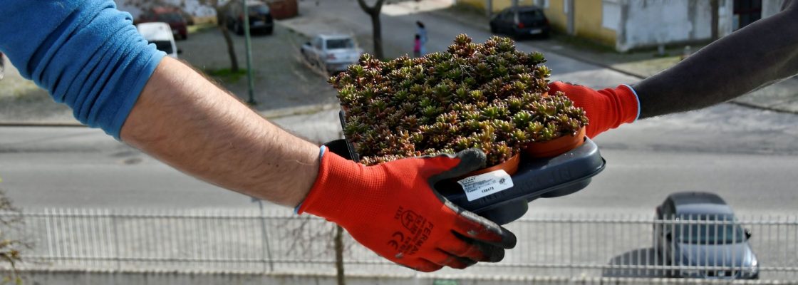 Protótipos biológicos já cobrem o edifício da Escola Básica da Horta das Figueiras