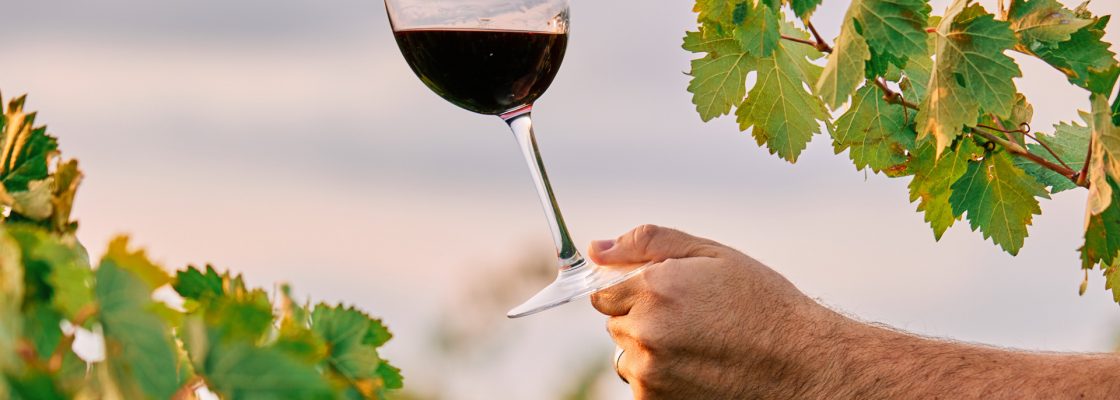 Exposição Borba A Vinha e o Vinho
