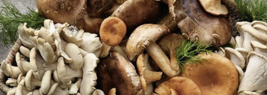 MÊS DA ALIMENTAÇÃO – OS COGUMELOS