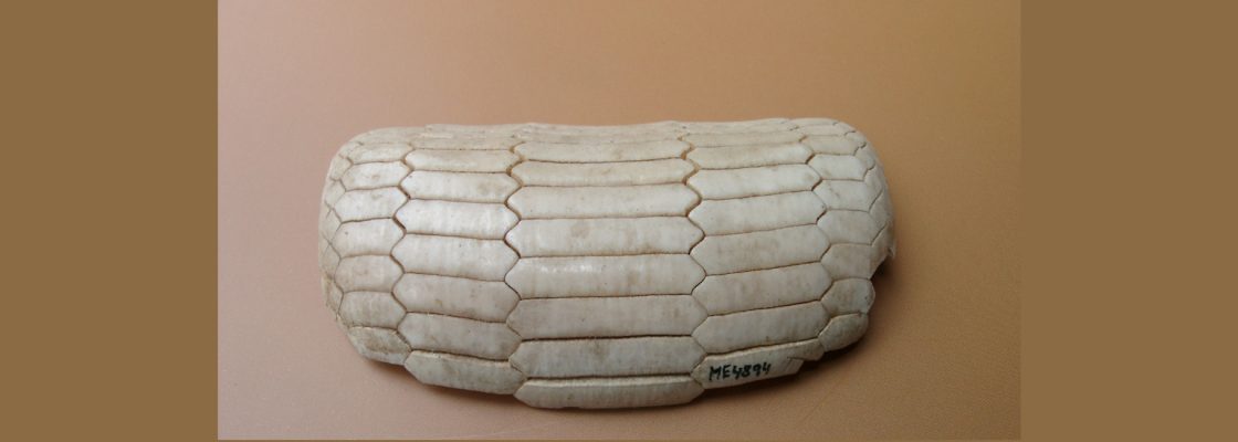 Explorando a coleção de Naturália – Dentes e placas dentárias | Ciclo «Ver o Museu»