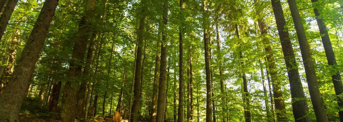 ICNF e Fundo Ambiental lançam “Floresta Ativa”, programa simplificado para gestão da flores...