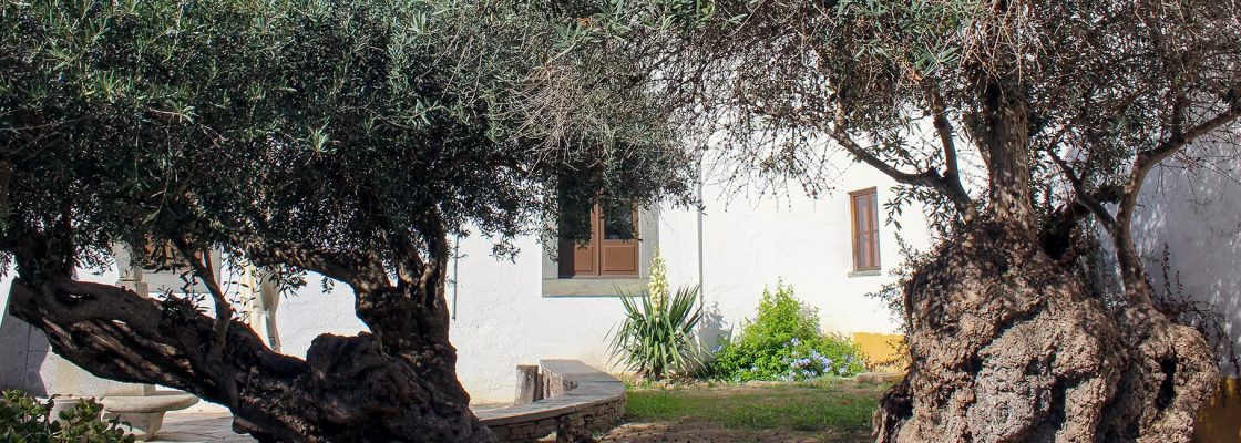 Oliveira de N.ª Sr.ª das Candeias candidata a “Árvore do Ano Portugal – 2026”