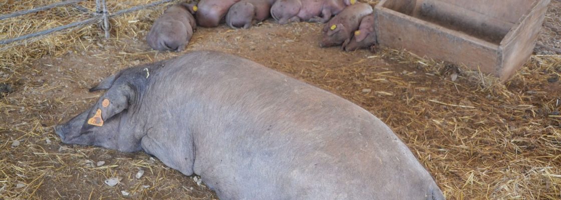 Direção-Geral de Alimentação e Veterinária: Aviso – Plano de Controlo e Erradicação ...